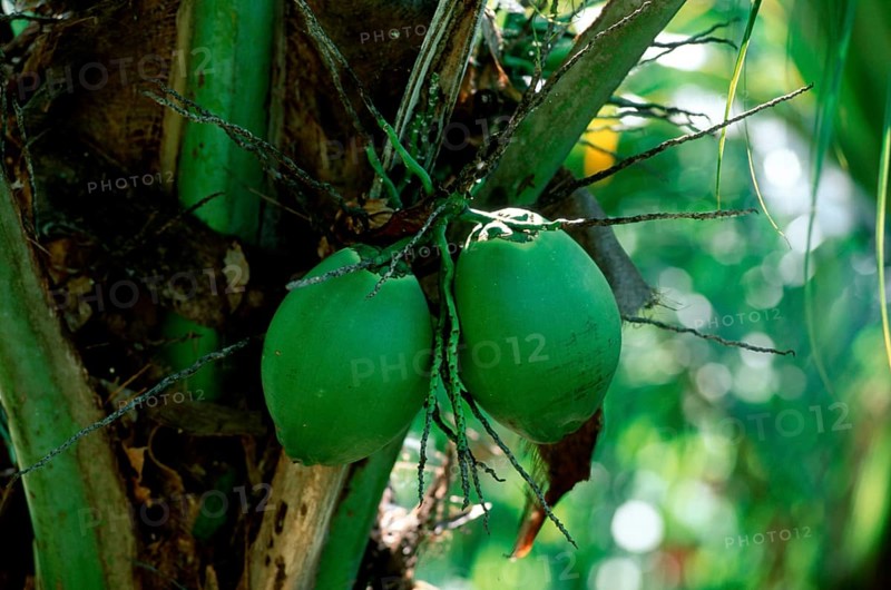 Coconut Palm (Cocos nucifera) fruits, Trinidad