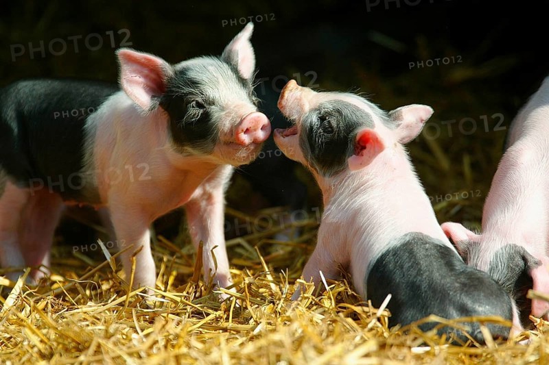 Hallic pigs, piglets in the barn, Hällian pig, Hällian pig pigs, straw