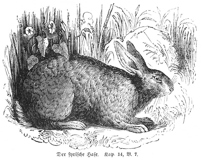 The Syrian hare, claws, unclean, forbidden, grass, side view, outdoors, Bible, Old Testament, Book 5 of Moses, Chapter 14, Verse 7