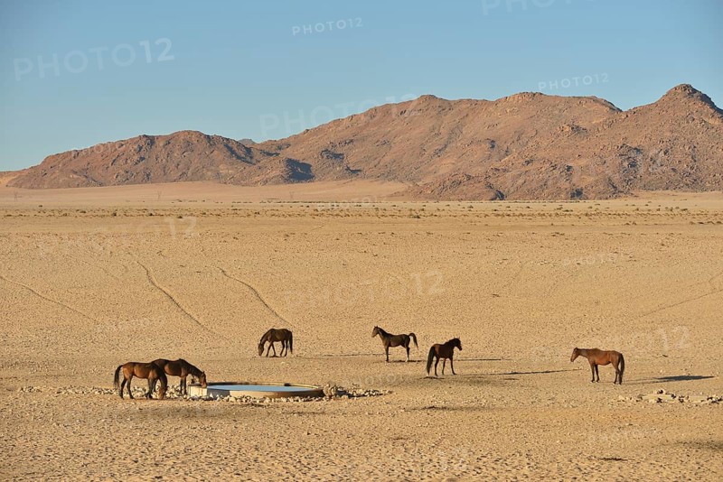 Desert Horses, Namib desert horses (Equus ferus) at the waterhole of Garub, near Aus, Karas Region, Namibia, Africa