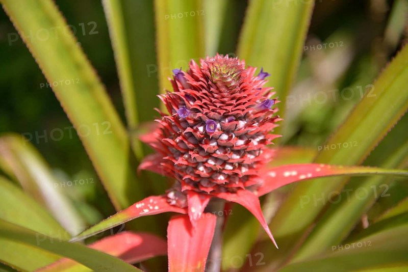 Pineapple (Ananas comosus), plant with flower, Banana Islands, Sierra Leone, Africa