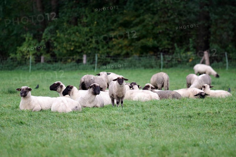 Sheep (Ovis), domestic animals, flock of sheep, pasture, lying, resting, North Rhine-Westphalia, Germany, A flock of black-headed sheep rests on the pasture, Europe