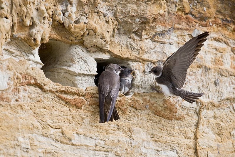 Sand martins (Riparia riparia), Emsland, Lower Saxony, Germany, Europe