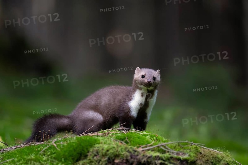 Beech marten (Martes foina), Bitburg, Rhineland-Palatinate, Germany, Europe