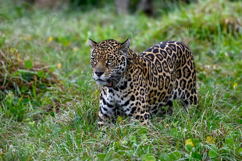 Jaguar (Panthera onca) with radio collar stands attentively in the tall grass, Conservation Land Trust breeding station, Iberá Project, Esteros del Iberá, San Alonso Island, Corrientes Province, Argentina, South America