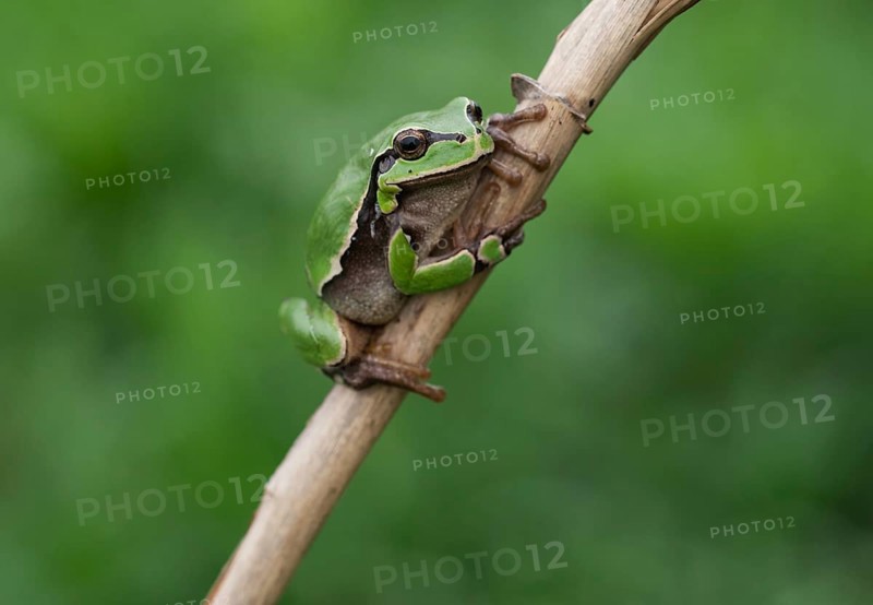 European tree frog (Hyla arborea) sits on a reed stalk, Lake Neusiedl National Park, Burgenland, Austria, Europe