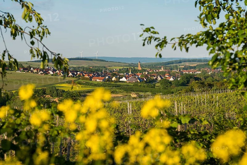 Medieval winegrowing village, Volkach, Mainfranken, Lower Franconia, Franconia, Bavaria, Germany, Europe