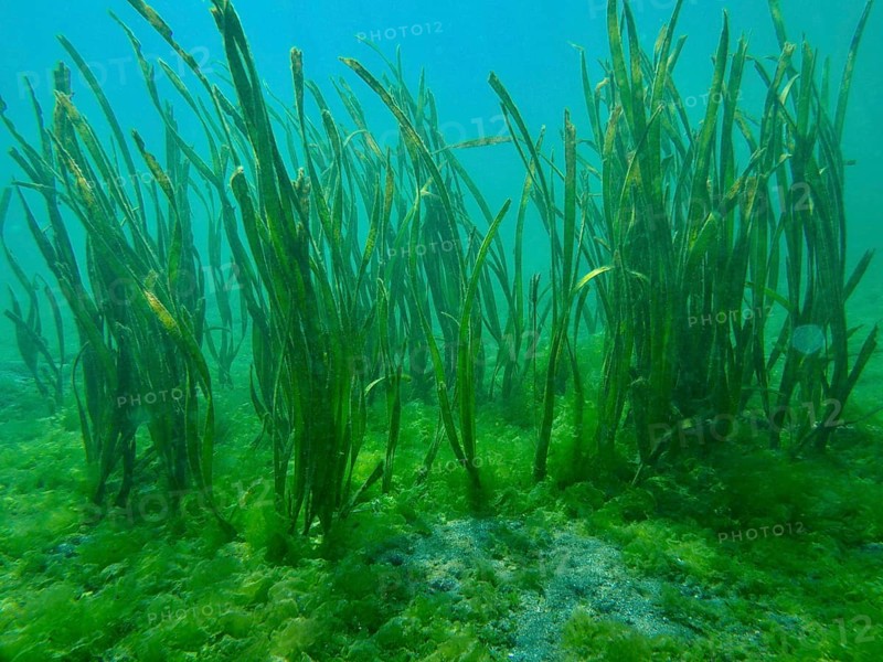 Green ribbon seaweed (Enhalus acoroides) growing on the seabed in an underwater world, dive site Secret Bay, Gilimanuk, Bali, Indonesia, Asia