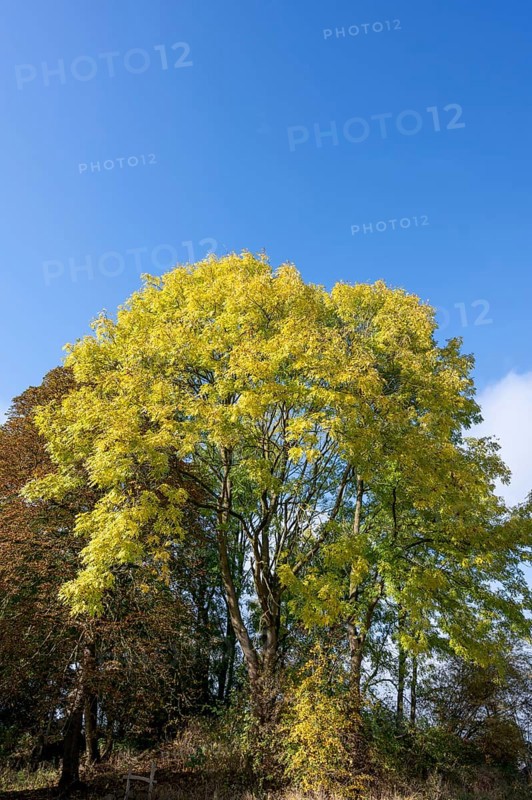 Autumn European ash (Fraxinus excelsior) Mecklenburg-Western Pomerania, Germany, Europe