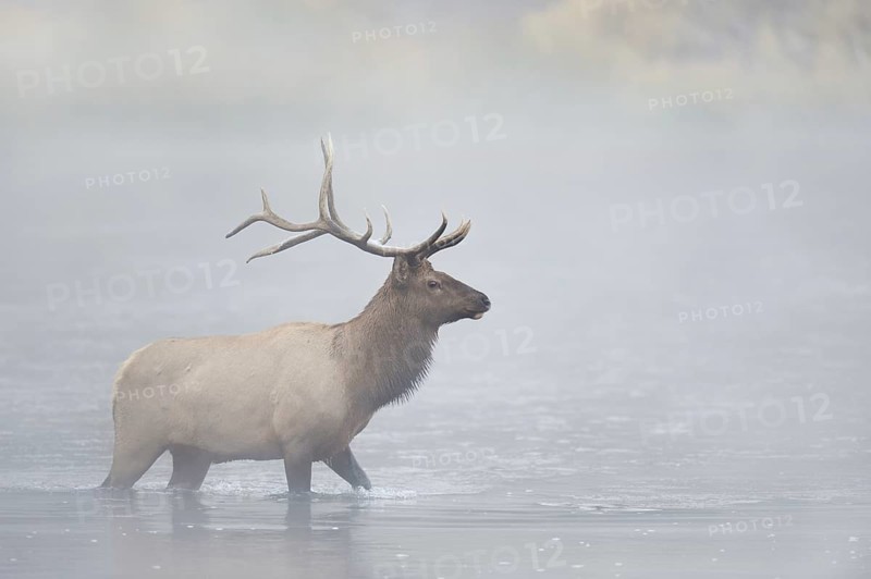 Wapiti (Cervus canadensis, Cervus elaphus canadensis), male crossing a river in the morning mist, Yellowstone National Park, Wyoming, USA, North America