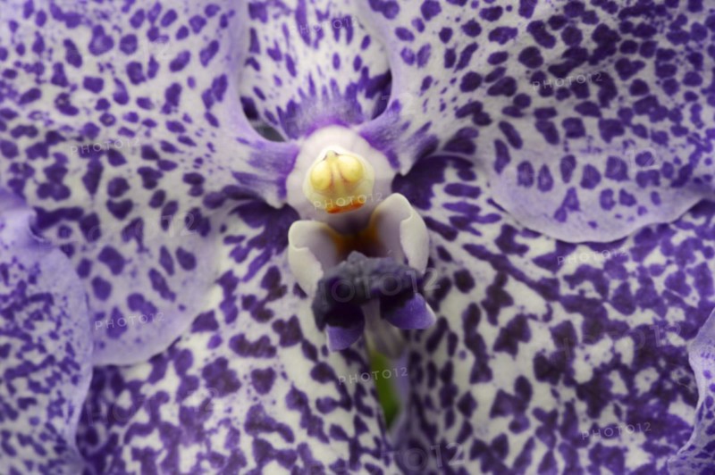 Orchid 'Vanda Trevor Rathbone' (Vanda hybride), flower detail, houseplant, North Rhine-Westphalia, Germany, Europe