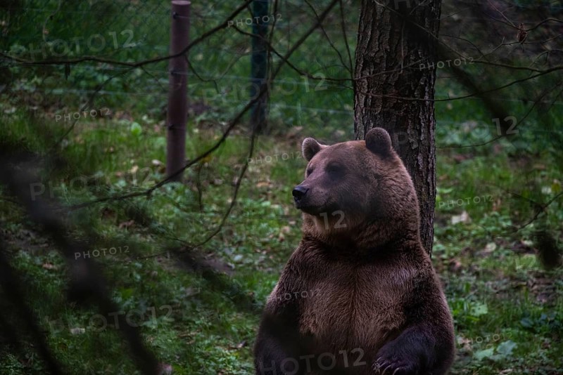 Brown bear, Müritz Bear Park, protection centre for brown bears from zoos, circuses and private holdings, run by the animal welfare foundation Vier Pfoten, Stuer, Mecklenburg-Vorpommern, Germany, Europe