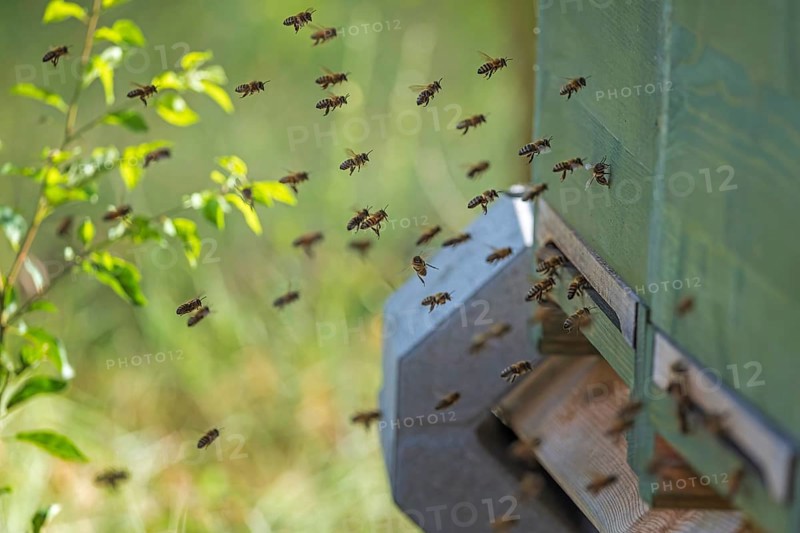 Western honey bee (Apis mellifera) fruit blossom, honeycomb, approach to beehive, petals, honey bee, beekeeper, organic honey, health, food, pollination, pollen, mass harvest, fruit tree, organic shop, bee diseases, varroa mite, biosphere reserve, Saxony-Anhalt, Germany, Europe