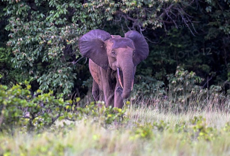 African forest elephant (Loxodonta cyclotis) in a clearing in Loango National Park, Parc National de Loango, Ogooué-Maritime Province, Gabon, Africa