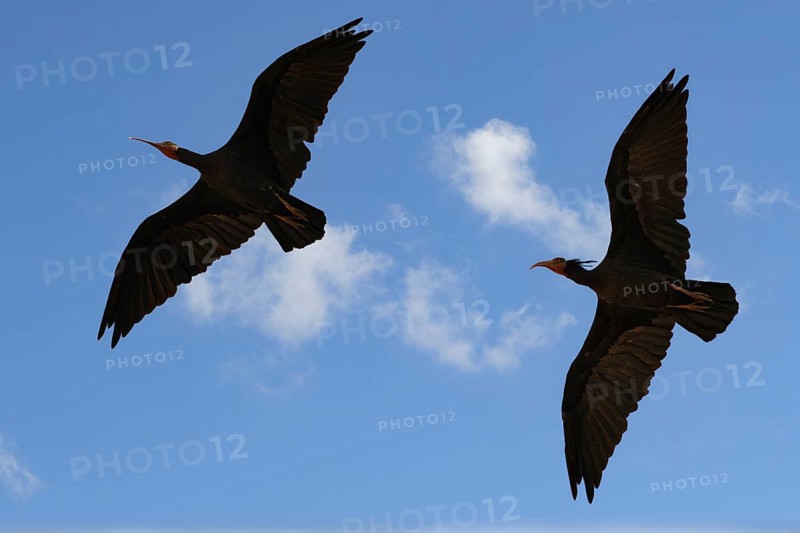 Flying Northern Bald Ibis, Geronticus eremita, Turkey, Asia