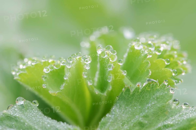 Garden lady's mantle (Alchemilla mollis), leaf with water droplets, North Rhine-Westphalia, Germany, Europe