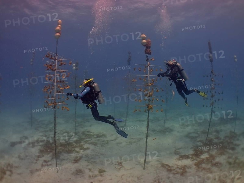 Coral farming. Divers clean the racks on which young specimens of Elkhorn coral (Acropora palmata) or staghorn coral (Acropora cervicornis) grow until they can be released onto the reef. The aim is to breed corals that can withstand the higher water temperatures. Dive site Nursery, Tavernier, Florida Keys, Florida, USA, North America