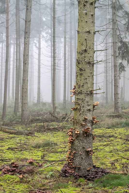 Fog in the larch forest (Larix decidua), Emsland, Lower Saxony, Germany, Europe