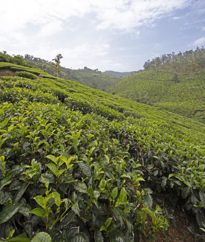 Green hilly landscape with tea plantations, Thekkady, Kerala, India, Asia