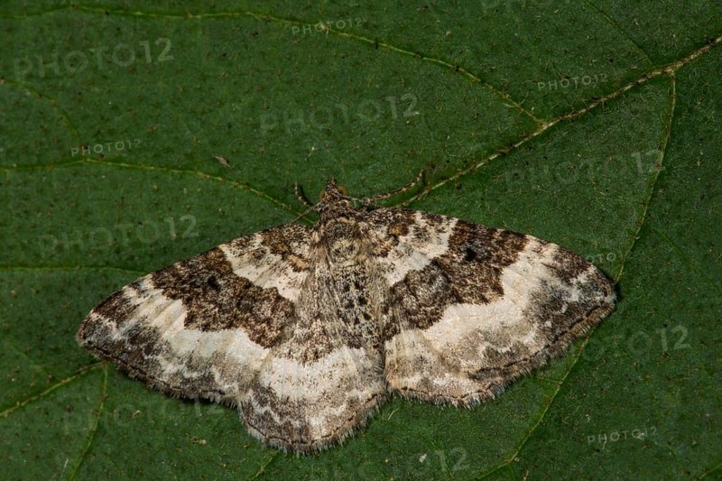 Grey-banded lavender moth (Epirrhoe alternata) on a large green leaf, Baden-Württemberg, Germany, Europe