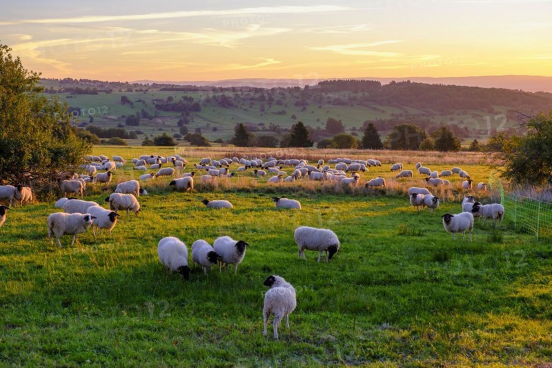 Rhön sheep, flock of sheep, sheep, sunrise, Hochrhön road, UNESCO biosphere reserve, near Hausen, Rhön, Bavarian Rhön, Rhön, Lower Franconia, Bavaria, Germany, Europe