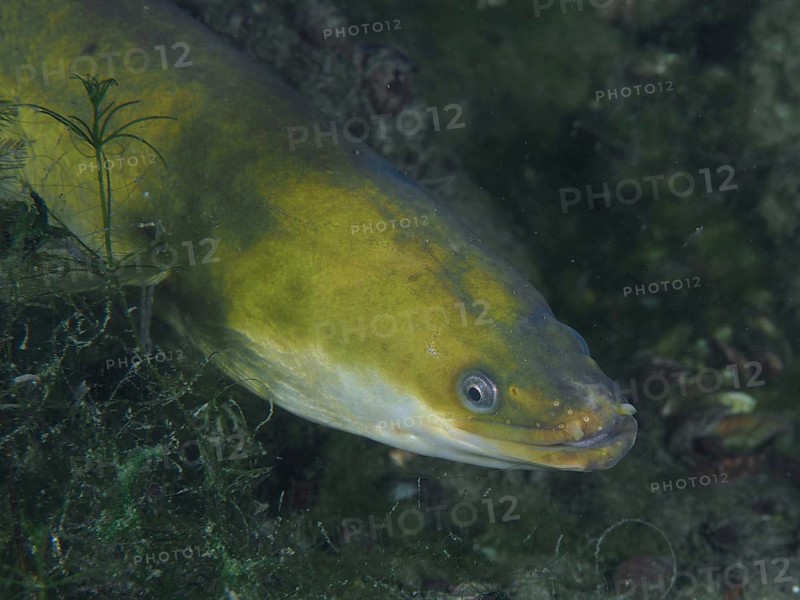 Close-up of European eel (Anguilla anguilla) at night, dive site Klosterinsel, Rheinau, Canton Zurich, Rhine, High Rhine, Switzerland, Germany, Europe