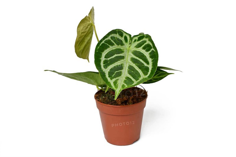 Exotic Anthurium Crystallinum houseplant with beautiful lace pattern on leaves in flower pot on white background