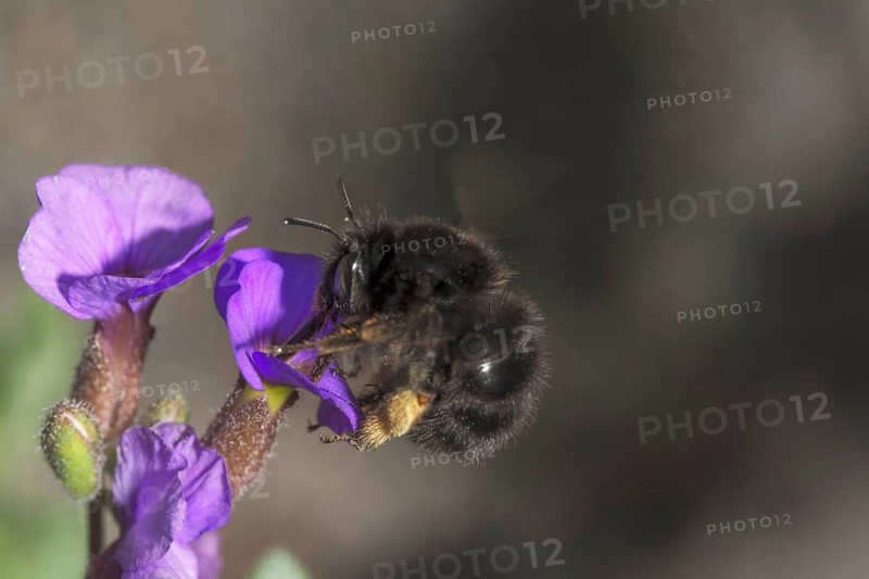 A spring fur bee (Anthophora plumipes), dark colour variant on blue cushion (Aubrietta), Baden-Württemberg, Germany, Europe