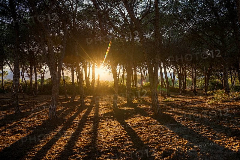 Pine forest, Spiaggia di Isula Manna, sunset, Santa Maria Navarrese, Gulf of Orosei National Park, Baunei, Nuoro, Sardinia, Italy, Europe