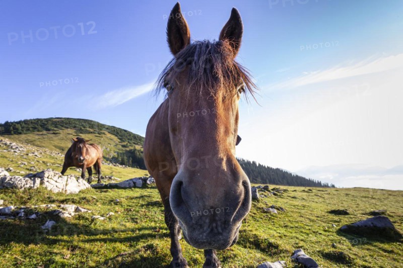 Horse looking curiously, head, portrait, alpine meadow, Simetsberg, Bavarian Alps, Bavaria, Germany, Europe