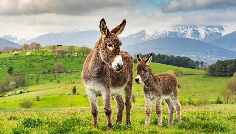Young donkey, foal, 3 weeks old, with its mother in the pasture