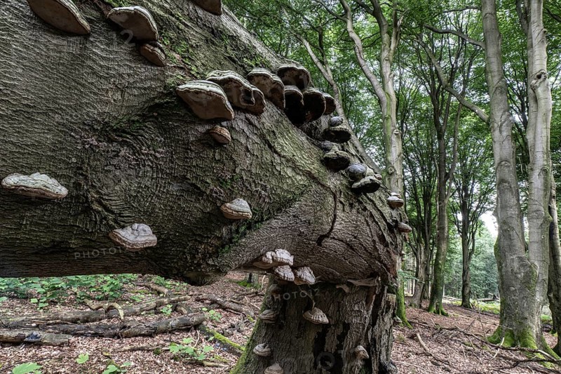 Tinder fungus (Fomes fomentarius) on bent copper beech (Fagus sylvatica), Emsland, Lower Saxony, Germany, Europe