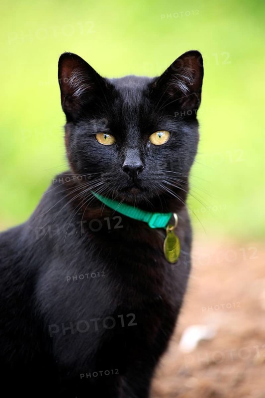 Domestic cat (Felis catus), adult, collar, black cat, portrait, luck, bad luck, Aptos, California, USA, North America