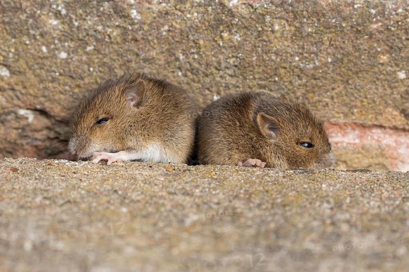 Brown rat (Rattus norvegicus) two juvenile baby rodent animals resting by a hole next to a building brick wall, England, United Kingdom, Europe