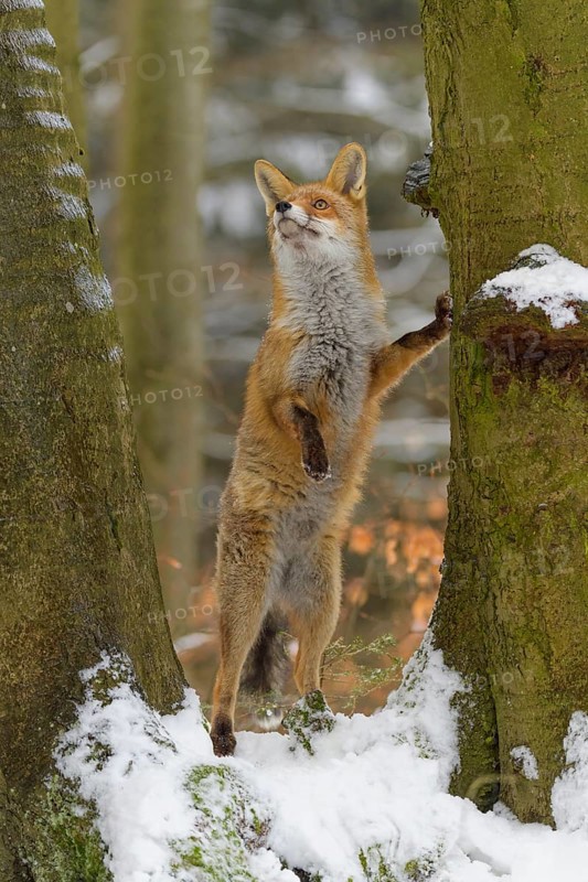 Red fox (Vulpes vulpes), standing on its hind legs between two snow-covered trees in a winter forest, Czech Republic, Europe