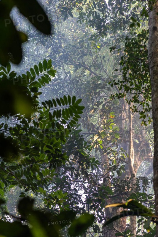 Clouds of smoke between the trees, IIranduba, Manaus State of Amazonas, Brazi