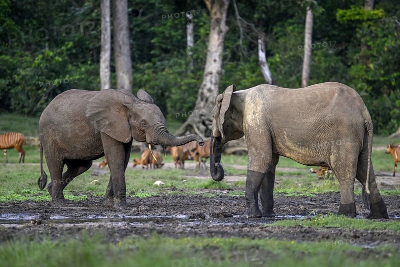 Forest elephants (Loxodonta cyclotis) and bongo antelopes (Tragelaphus eurycerus) in the Dzanga Bai forest clearing, Dzanga-Ndoki National Park, Unesco World Heritage Site, Dzanga-Sangha Complex of Protected Areas (DSPAC), Sangha-Mbaéré Prefecture, Central African Republic, Africa