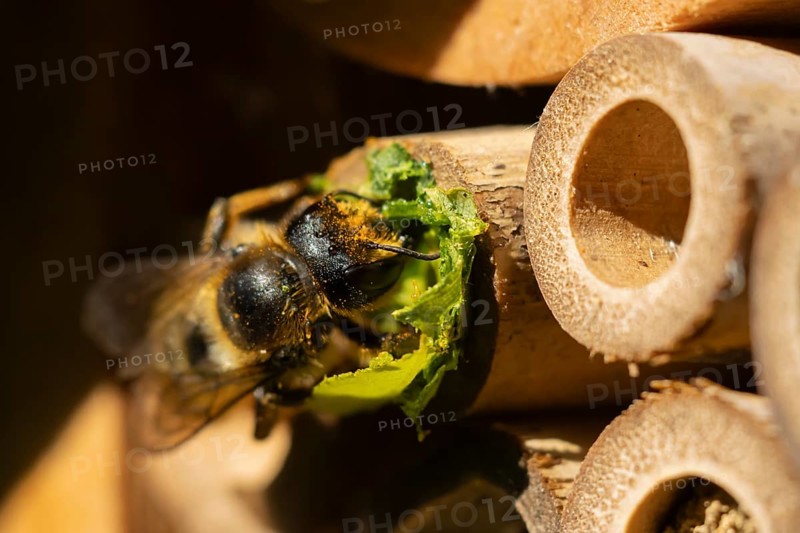 Leafcutter bee (Megachile willughbiella) adult filling a hole in a garden bee hotel with leaves, England, United Kingdom, Europe