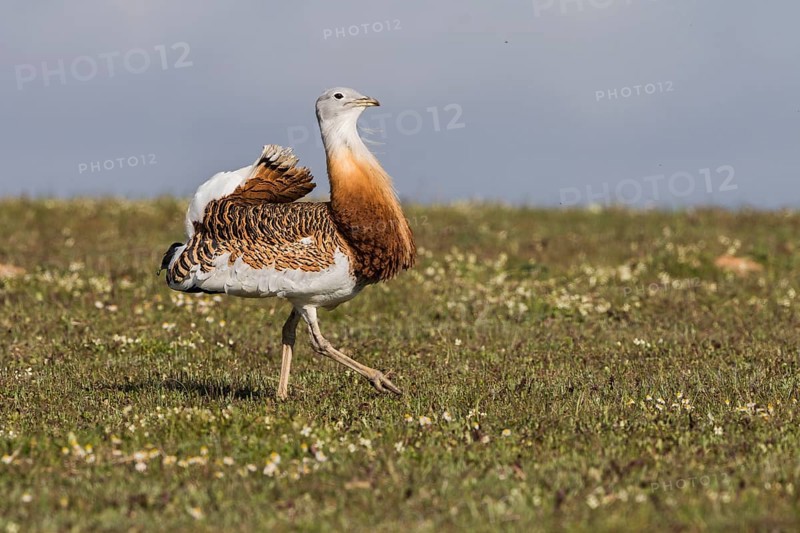 Great bustard (Otis tarda) m, Spain, Europe