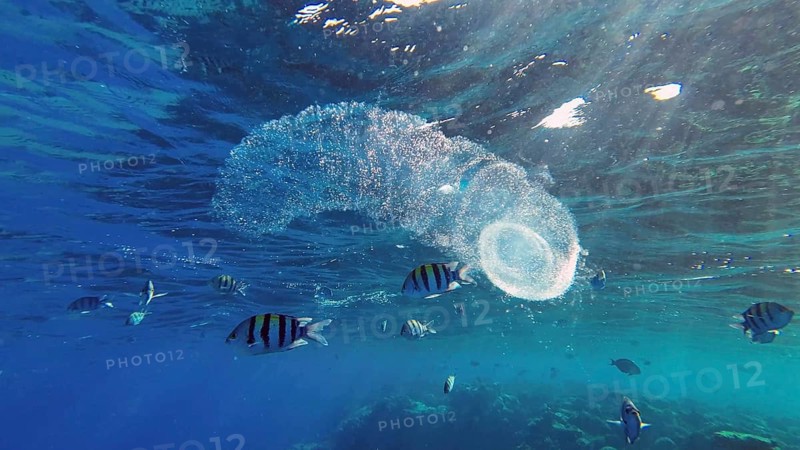 Colonial Pyrosoma Tunicates drifts under surface of blue water in sunlights. Pyrosomes, colony hundreds to thousands individuals called zooids, cloned from one egg and bound together, Red sea, Egypt, Africa