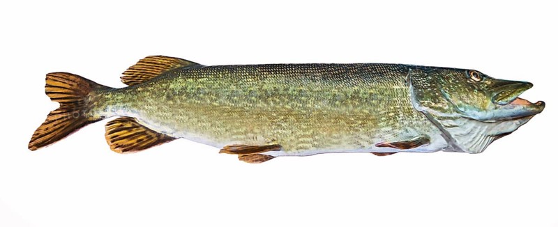 A river pike with wide open mouth free