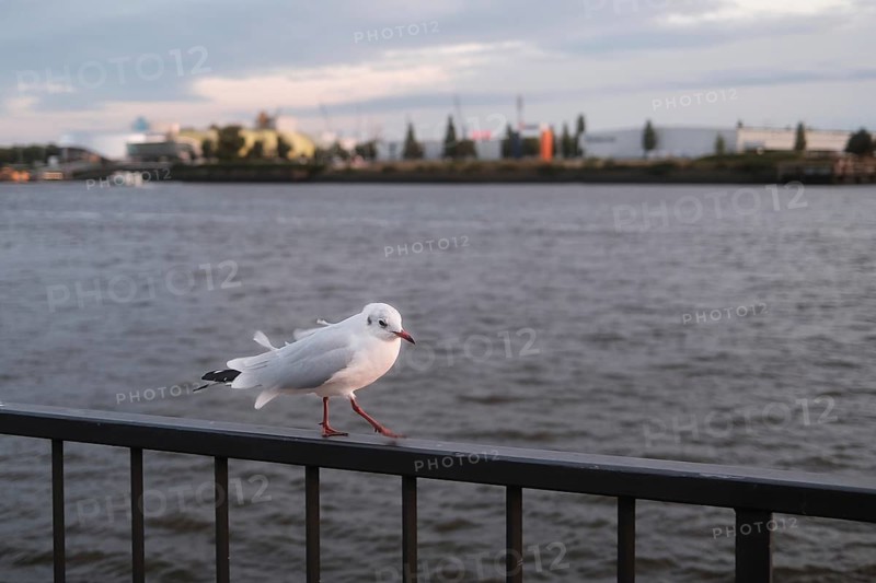 Seagull (Larinae) in Hamburg harbour, blurred background, Hanseatic City of Hamburg, Germany, Europe