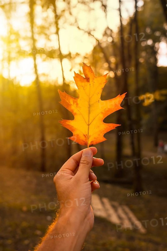 Sunset in an autumn afternoon of a man's hand with a brown leaf, autumn scenery