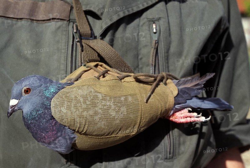 Carrier pigeon