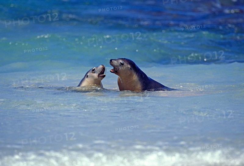 Australian Sea Lion, neophoca cinere, Adults playing in Ocean, Australia, Oceania