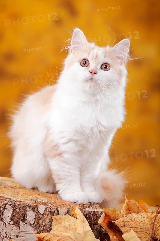 British longhair cat, 6 months, cream-white, Highlander, Lowlander, Britanica, BLH
