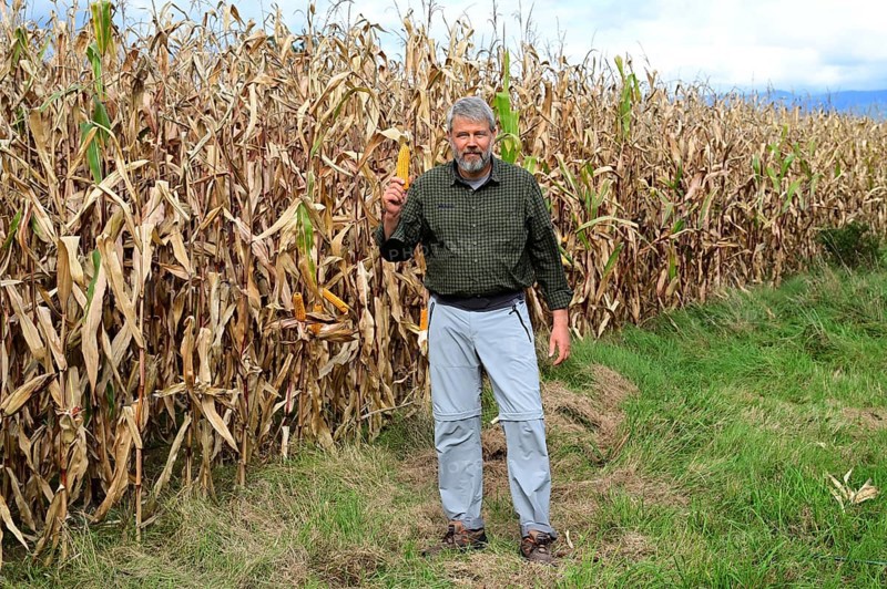 Farmer, at the edge of a corn field showing a corn corn cob