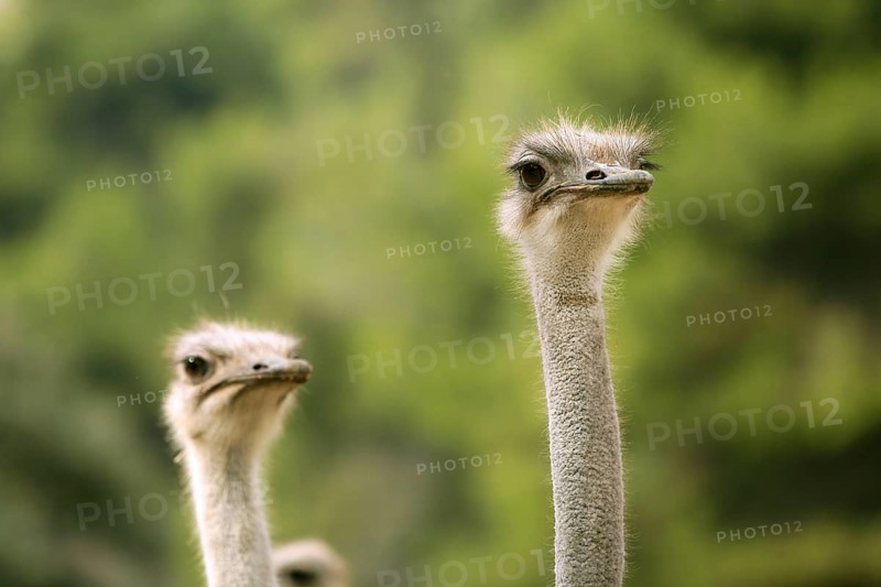 Ostrich portrait outdoor forest green trees background