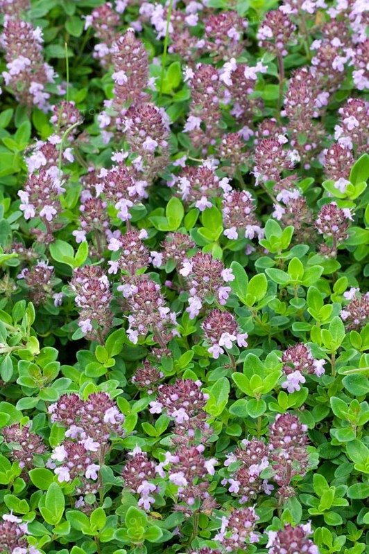 Wild thyme (Thymus serpyllum), Creeping thyme