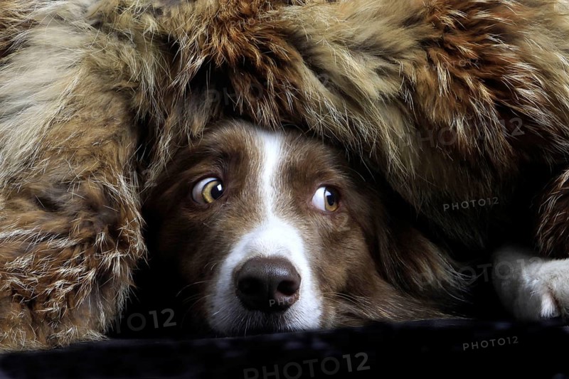 Border Collie under fur, hidden